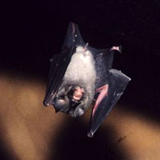 Hipposideros caffer (Sundevall's roundleaf bat)